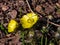 Close-up shot of beautiful spring flowers - yellow pheasant`s eyes or false hellebores Adonis vernalis growing and blooming in