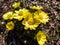 Close-up shot of beautiful spring flowers - yellow pheasant`s eyes or false hellebores Adonis vernalis growing and blooming in