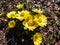 Close-up shot of beautiful spring flowers - yellow pheasant`s eyes or false hellebores Adonis vernalis growing and blooming in