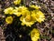 Close-up shot of beautiful spring flowers - yellow pheasant`s eyes or false hellebores Adonis vernalis growing and blooming in