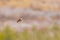 Close up shot of a beautiful Vermilion flycatcher