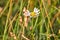 Close up shot of a beautiful vibrant daisy in a green field