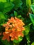 Close up shot of beautiful vibrant Ixora flowers