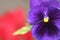 Close-up shot of beautiful violet purple pansy flower