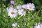 Close-up shot of beautiful wild chrysanthemums on the roadside.