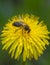 Close-up shot of a bee covered with yellow pollen on a bright yellow dandelion