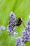 Close up shot of a bee on a purple flower in a green background