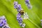 Close up shot of a bee on a purple flower in a green background