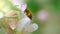 Close up shot of bee on spring flower. Bee pollinates apple tree flower and flying away. Slow motion