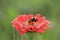 Close up shot of bee on zinnia flower