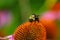 Close up shot of bee on Zinnia flower
