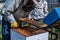 Close-up shot of beekeeper showing honeycomb frame with working bees making honey. Apiculture. Natural product. Beeswax