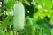 Close up shot of Benincasa hispida or winter melon in a tropical garden plot Organic vegetables for health