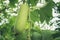 Close up shot of Benincasa hispida or winter melon in a tropical garden plot  Organic vegetables for health