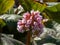 Close up shot of Bergenia Moench