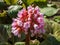 Close up shot of Bergenia Moench