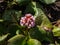 Close up shot of Bergenia Moench