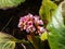 Close up shot of Bergenia Moench