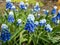 Close-up shot of bicolor grape hyacinth Muscari aucheri `Mount Hood` features pretty, grape-like clusters of rounded blue flower