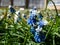 Close-up shot of bicolor grape hyacinth Muscari aucheri `Mount Hood` features pretty, grape-like clusters of rounded blue flower