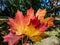 Close-up shot of big maple leaves in the hand in autumn in sunlight. Maple leaf changing colours from green to yellow, orange, red