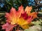 Close-up shot of big maple leaves in the hand in autumn in sunlight. Maple leaf changing colours from green to yellow, orange, red