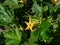 Close-up shot of big, yellow flowers of zucchini growing on plant