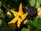 Close-up shot of big, yellow flowers of zucchini growing on plant growing in garden