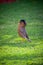 Close up shot of a bird, Brahminy Starling