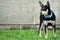 Close-up shot of a black Australian Kelpie dog standing on the grass