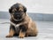 A close up shot of a black and brown himalayan shepherd puppy in India sitting