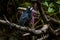 Close-up shot of Black Butcherbird perched on a branch in a forest with blurred background