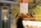 Close-up shot of Black-chinned hummingbirds around a feeder, feeding from the seeds within