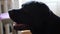Close-up shot of black labrador retriever sitting.