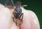 Close up shot of black polyrhachis ant with wing