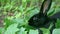 Close-up shot of black rabbit in leaves