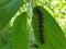 Close up shot of black and spiky caterpillar, Photo of black tortoiseshell caterpillarar, Pea