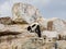 Close up shot of Black and White Ruffed Lemur in Smithsonian National Zoological Park