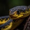 Close-up shot of a black and yellow snake atop a tree branch, with its head turned to one side