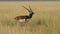 Close up shot of blackbuck or antilope cervicapra or indian antelope in open field and grassland of tal chhapar sanctuary