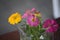 Close-up shot of the blooming fresh of Zinnia flowers in the vase.