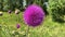 Close-up shot of a blooming milk thistle flower in a field.