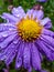 Close up shot of blooming purple, round alpin aster covered with water drops in the garden