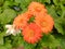 Close up shot of blooming red flower with green leaves background