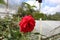 Close-up shot of blooming single red rose in the greenhouse