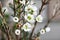 Close-up shot of a blooming wintersweet flower and buds..