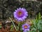 Close up shot of the blue alpine daisy (Aster alpinus) flowering with large daisy-like flowers