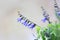 Close up shot of blue bell flowers