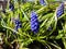 Close-up shot of blue grape hyacinth Muscari motelayi, that features pretty, grape-like clusters of rounded blue flowers with