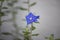 Close-up shot of the blue Shaggy dwarf morning-glory in the tropical garden.